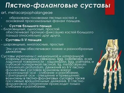 Запястно пястный сустав латынь