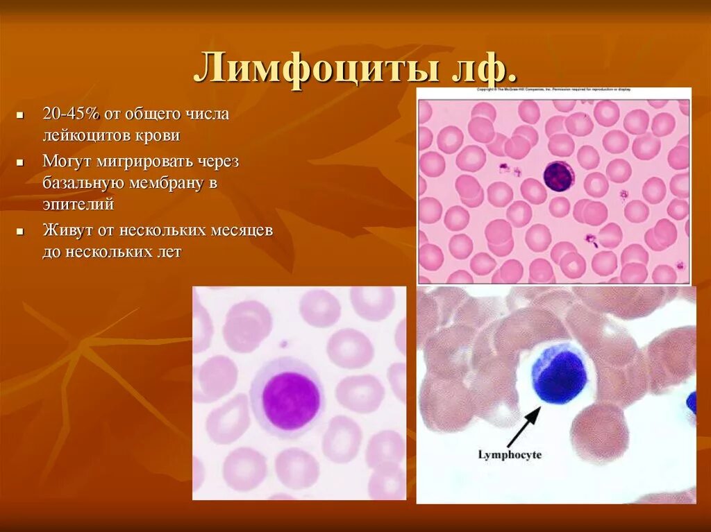 Лимфоциты. Лимфоциты в крови. Незрелые лимфоциты. Незрелые лимфоциты в крови. Размер лимфоцитов