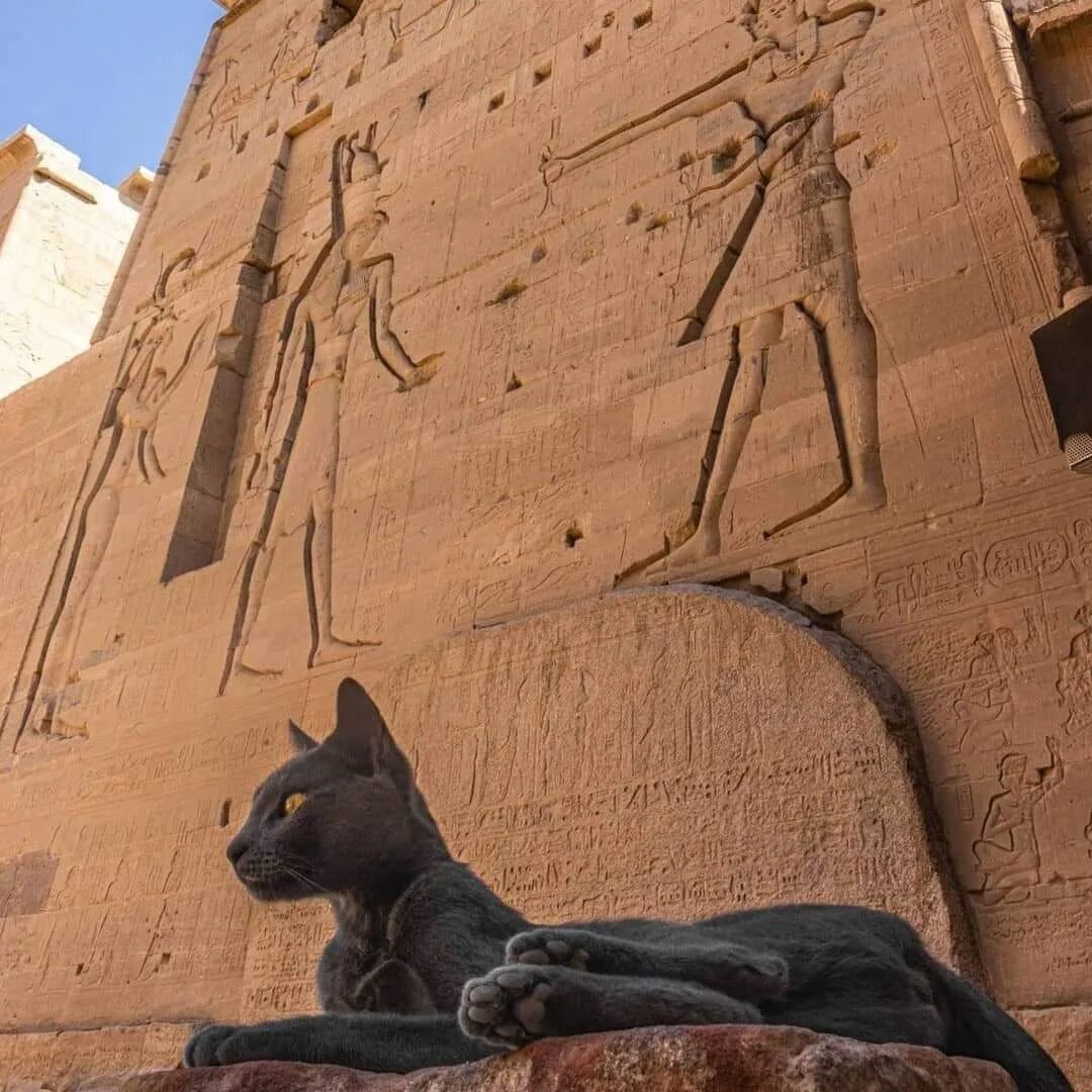 12 Photos of Cats Exploring Ancient Egypt Egyptian Streets Cats in ancient egypt