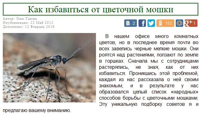 Мушки в земле как избавиться. Для комнатных растений от мошек. мушки в земле комнатных растений. мошки в комнатных цветах в земле. средство от мошек в земле комнатных растений.