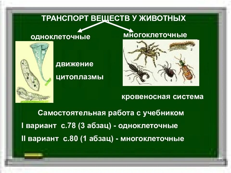 Движение 6 класс. Транспорт веществ у животных. Передвижение веществ у животных. Передвижение веществ у многоклеточных животных. Транспортировка веществ у животных.