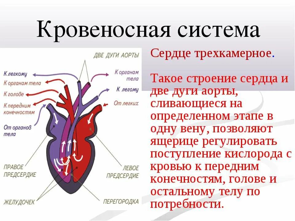 У земноводных сердце трехкамерное с неполной перегородкой. Трехкамерное сердце пресмыкающихся. Кровеносная система ящерицы. Трехкамерное сердце рептилий. Кровеносная система сердца.