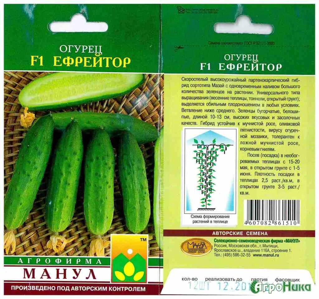 Огурцы партенокарпические сорта для открытого грунта. Огурцы партенокарпические сорта. огурец бастион f1 описание. партенокарпические огурцы для открытого грунта. огурец ефрейтор f1.