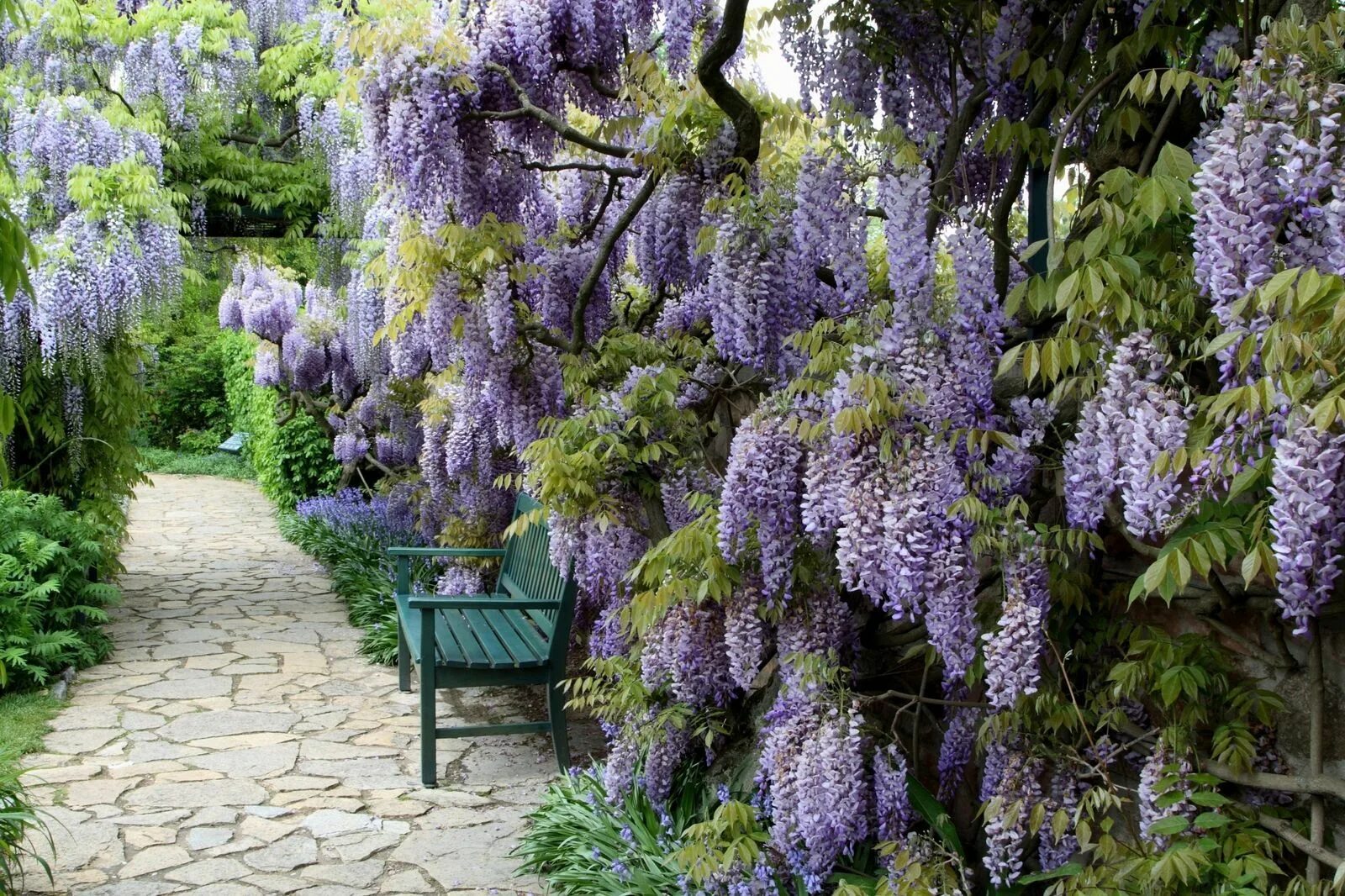 Глициния Wisteria sinensis. Вистерия китайская Глициния. Wisteria sinensis Глициния китайская.