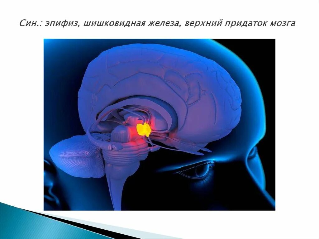 Шишковидная железа. Шишковидное тело в головном мозге. Мозг шишковидная железа. Эпифиз пинеальная железа. Эпифиз головного мозга.