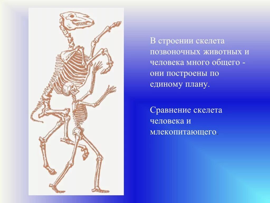 Особенности внешнего строения скелета млекопитающих. Сравнение скелетов. Скелет человека. Сходство скелета человека и скелетов млекопитающих. Сравнение человека и млекопитающих.