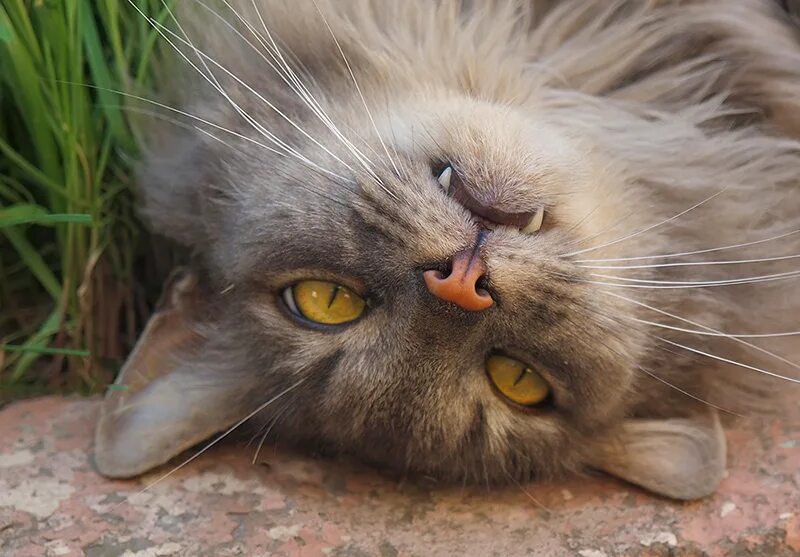 кот просто кот. милые коты. фото легкого котика. котик простой. фото легкого котика.