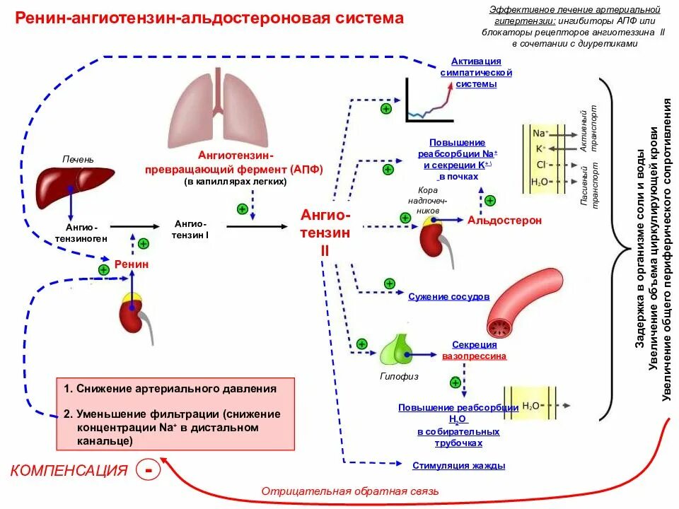 Апф фермент. Ингибиторы ренин ангиотензин альдостероновой системы. Ингибиторы рецепторов ангиотензина 2 механизм действия. Блокаторы рецепторов ат2 механизм. Блокаторы ренин ангиотензин 2.