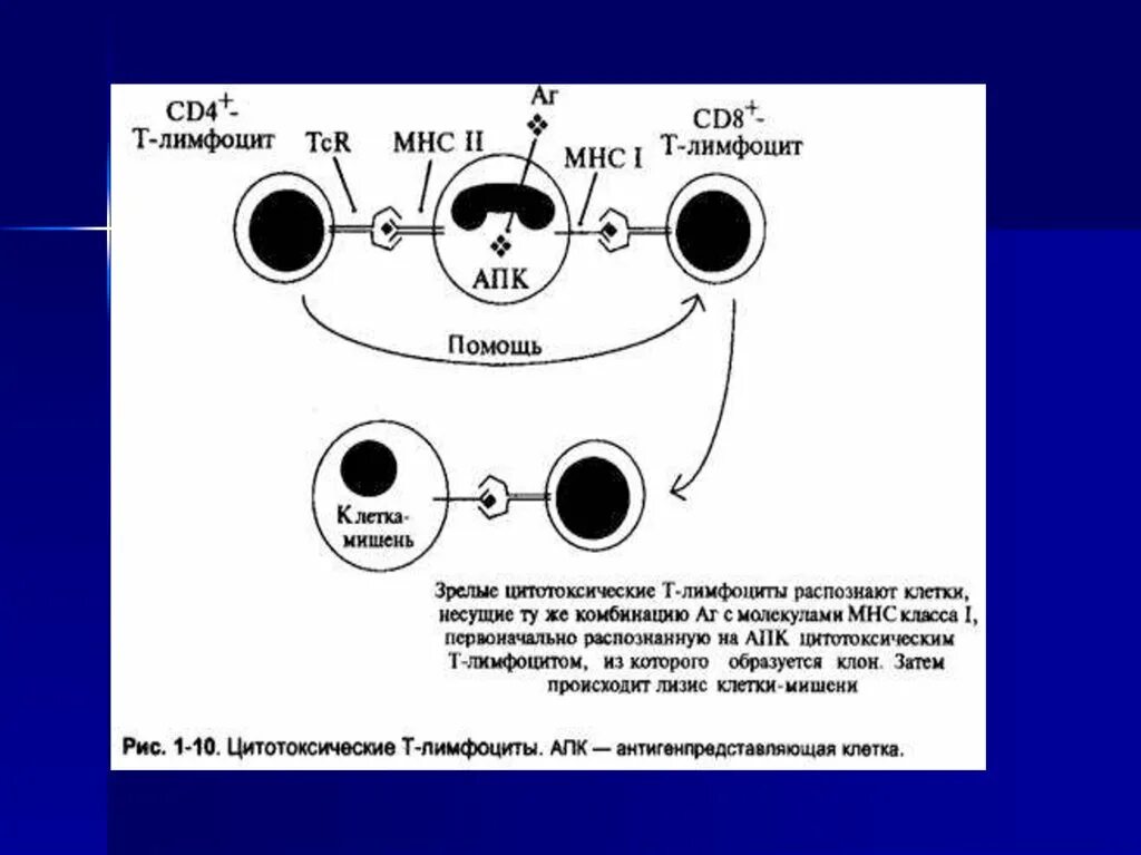 Cd 4 42