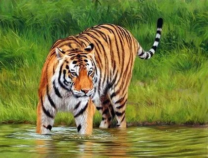 Файл tiger