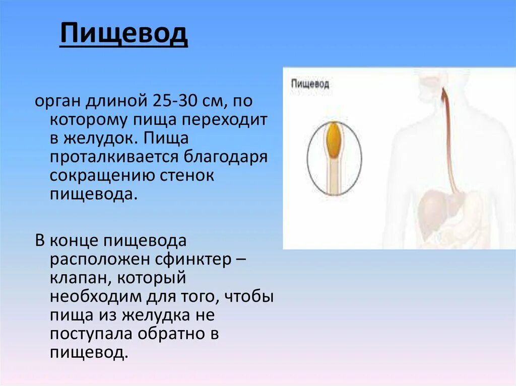 Поступление пищи в пищевод. По пищеводу пища проталкивается благодаря. Пищевод проталкивается в. Орган по которому пища проталкивается в пищевод. Каким образом пища проталкивается в пищевод.