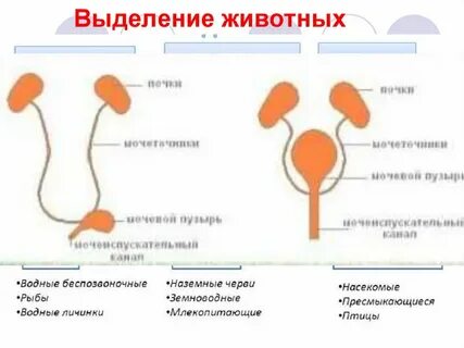 У каких животных отсутствует мочевой пузырь