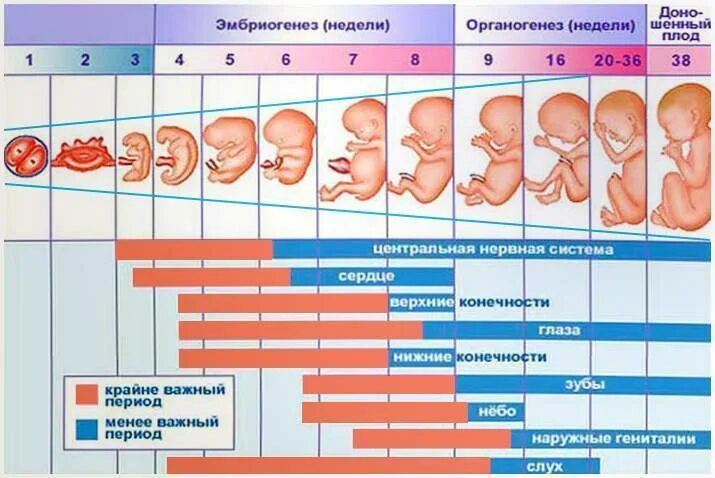 Развитие эмбриона по неделям. Формирование плода по неделям. Этапы беременности. Плод по неделям беременности.