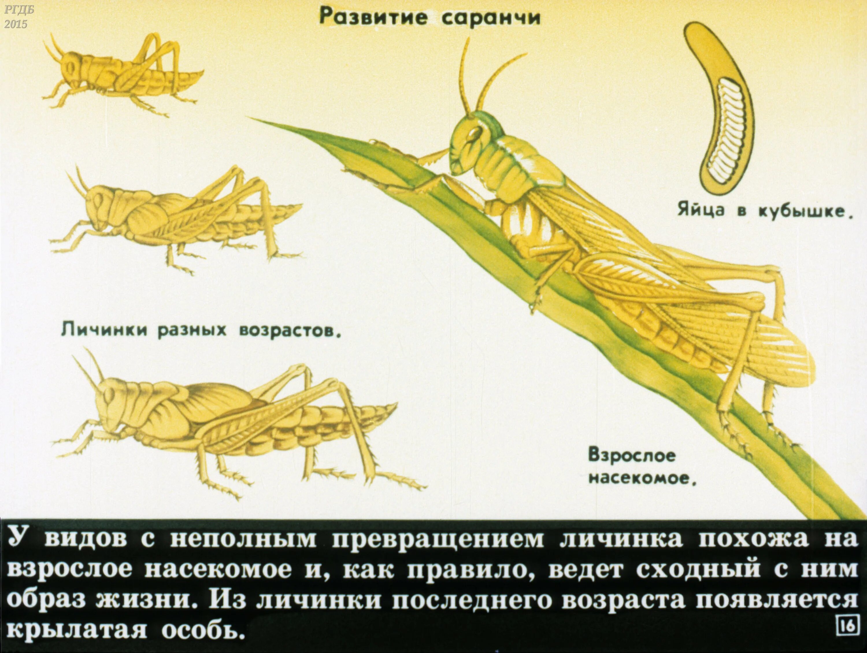 Чем питаются личинки саранчи. Саранча фазы развития. Саранча насекомое стадии развития. Стадии развития саранчи. Личинка саранчи.