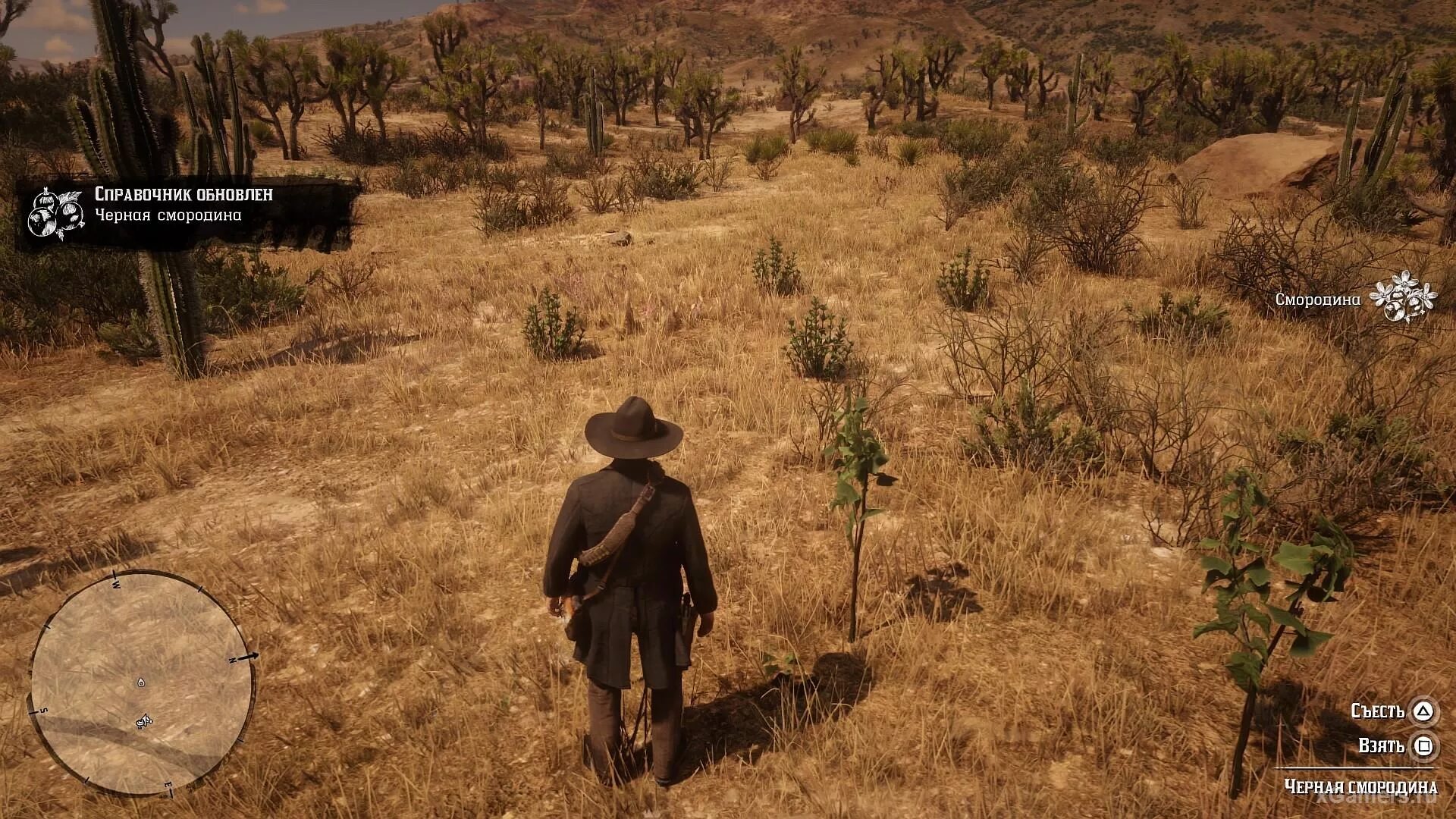 Asi loader rdr. Золотистая смородина rdr 2. red dead redemption 2 смородина.