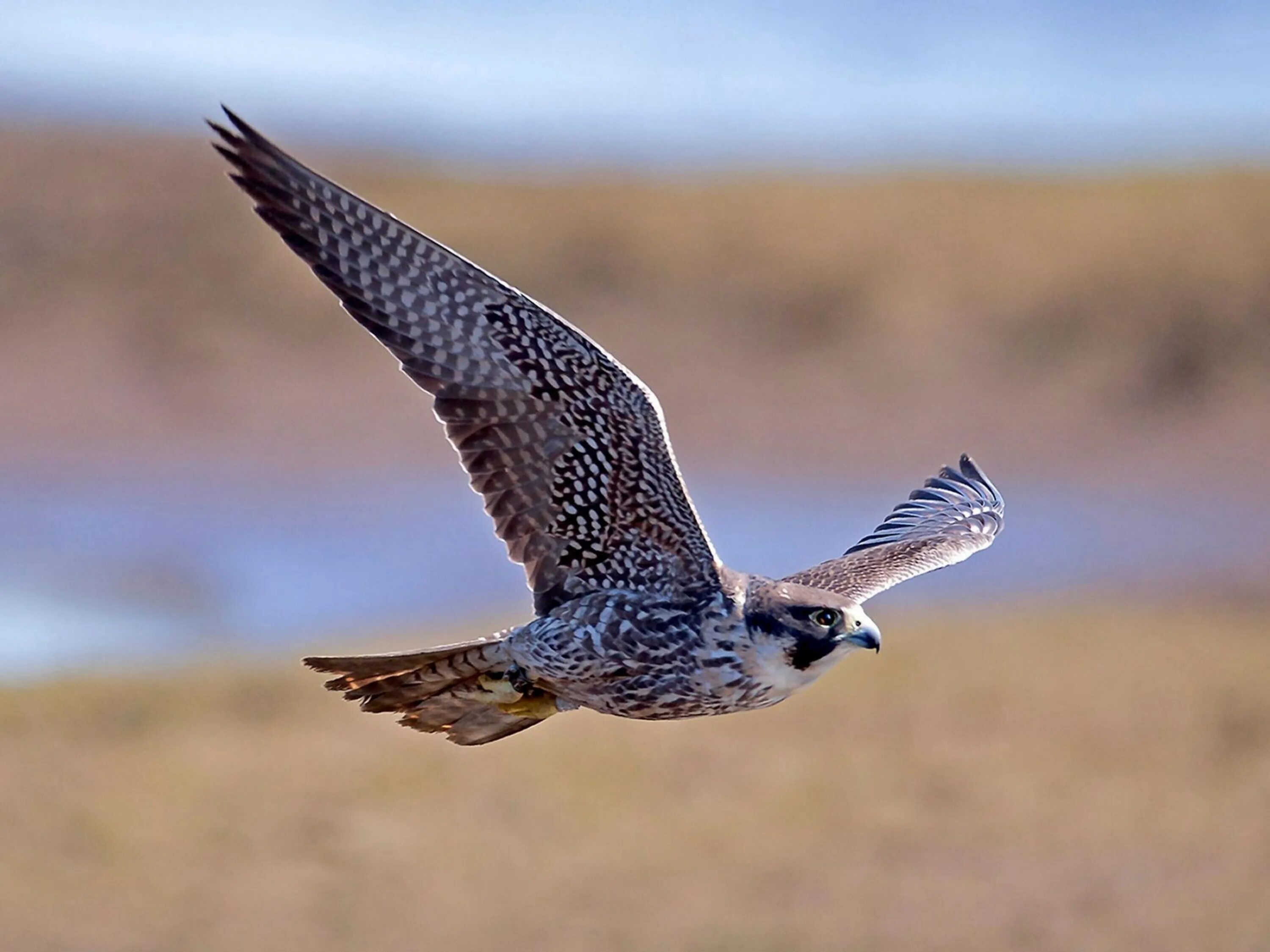 Сокол Сапсан в тундре. Гибрид балобан Сапсан. Сокол Сапсан птица. Peregrine Falcon.