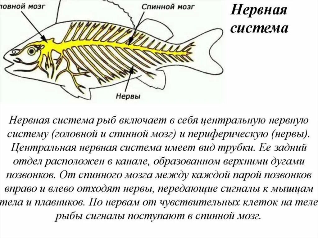 Полость тела рыб. Органы расположенные на туловище у рыб. Надкласс рыбы отделы тела. Надкласс рыбы нервная система.