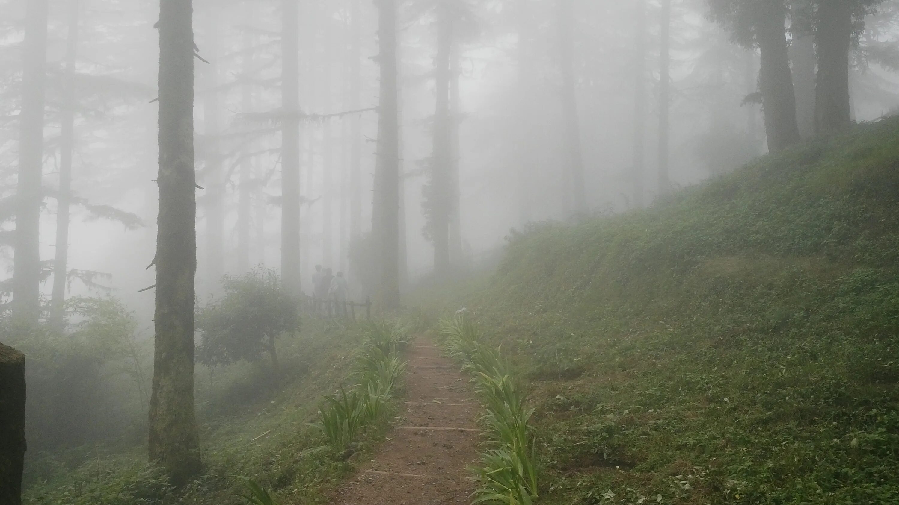 Туман без дождя. Лес в тумане. Дождливый лес. Дождь в лесу. Пасмурный туманный лес.