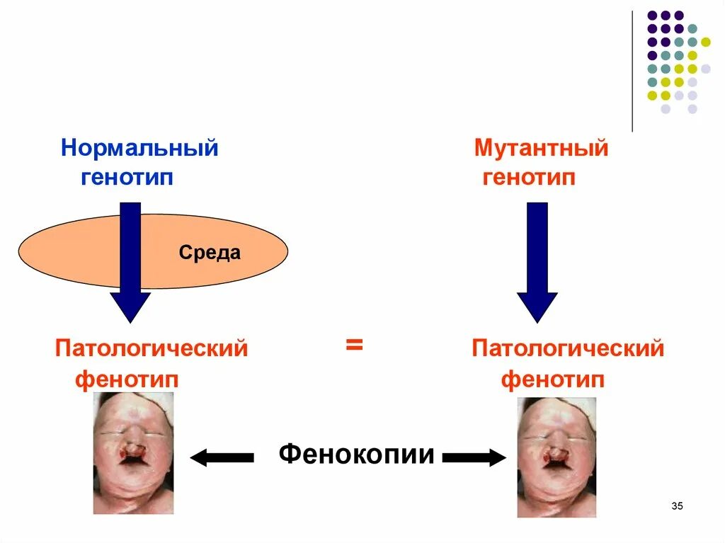 Генокопии примеры. Фенокопии это в биологии. Генокопии примеры у человека. Генотип.