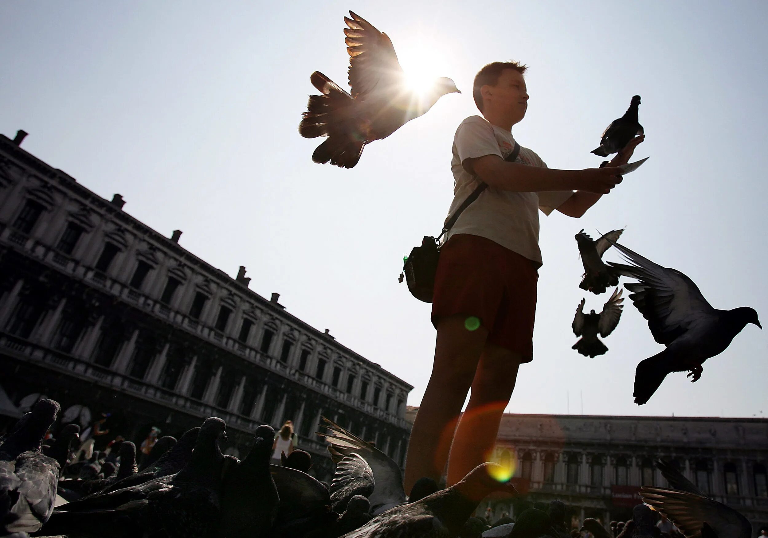 Голуби на площади сан-марко в венеции. Люди которые любят голубей. Пара голубей. Голуби воркуют. Мужчина с голубями.