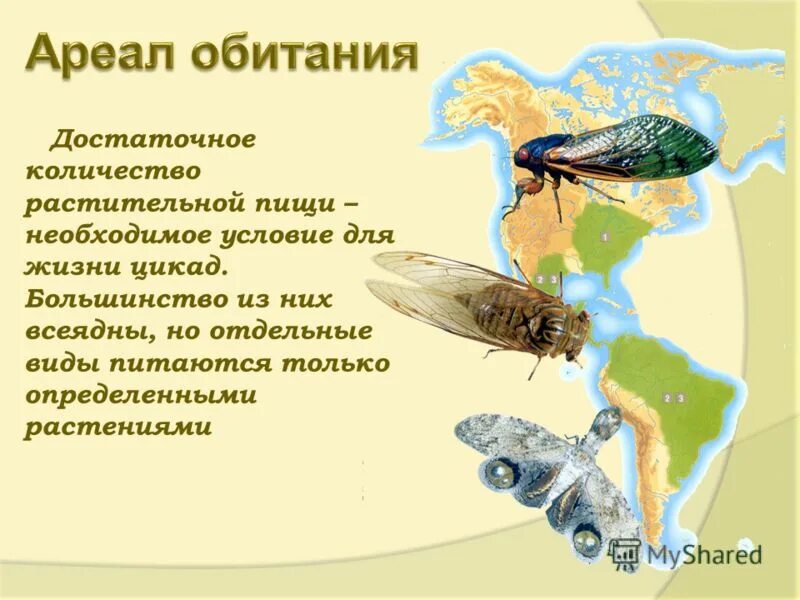 Лексическое значение слова крепость. Лексическое значение слова крепость