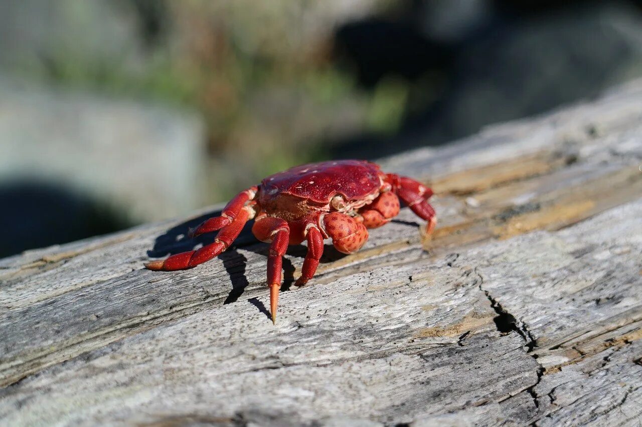 Sally lightfoot crab. Крабы массады. Черноморский краб тарпан. Крабы массады. Мадагаскарский краб.