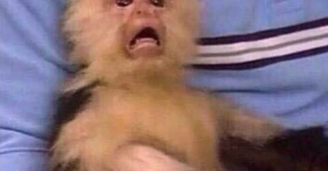 Крик испуганной мартышки мем. Опоссум бежит орет. Опоссум орет мем. Крик растерянной мартышки. Обезьянка испугалась.