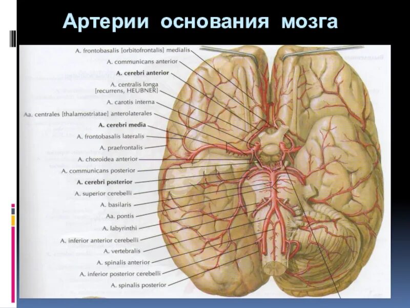 Основание мозга. Артерии мозга. Артерии основания.