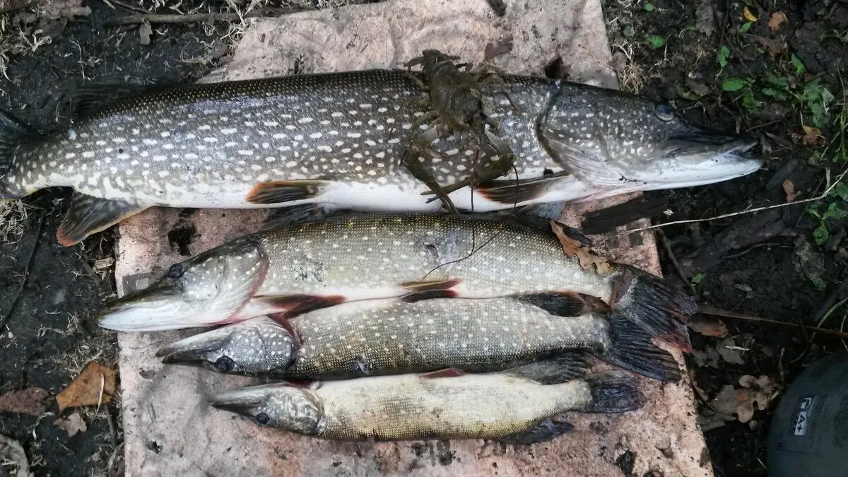 Зимняя рыбалка в орле. Березниковский берфишинг. Клев пермском крае. Оз чусовское рыбалка. Косьва щука.