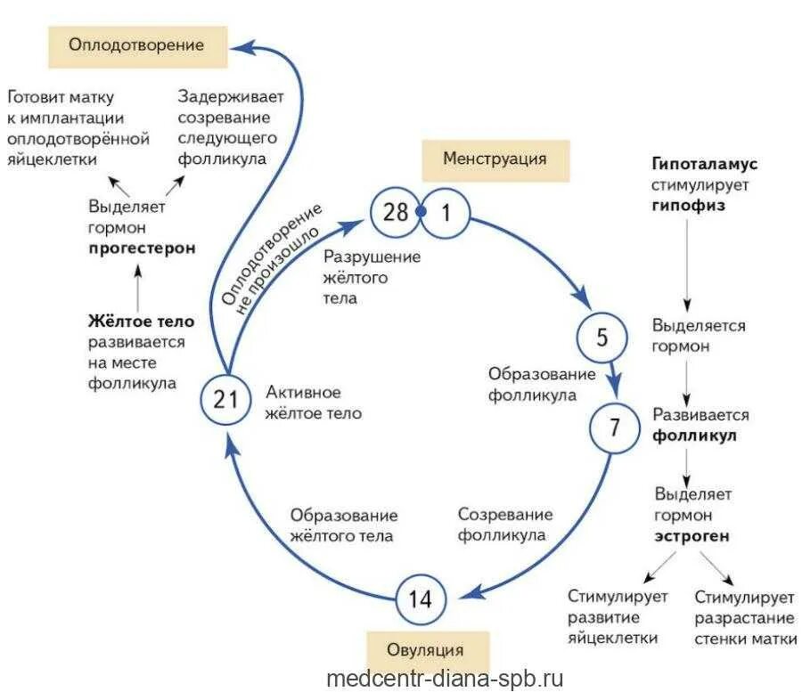 Процесс за которым следует оплодотворение. Нормальный менструальный цикл схема. Схема созревания яйцеклетки. Схема овуляторно менструального цикла. Цикл женской менструационного цикла.