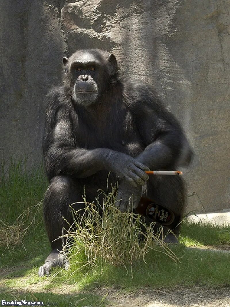 A chimp can перевод. Chimpanzee Blunt. Chimp Tyrone. Chimpanzee Art Congo. Chimp перевод.
