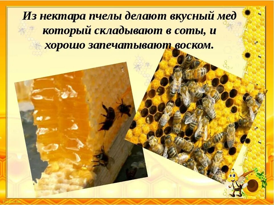 Сколько делать мед. Как пчелы делают мед. Как делать пчелу. Что делают пчёлы?. Пчелы делают соты.