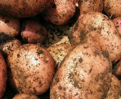 Сорт картофеля винета вкусовые качества отзывы