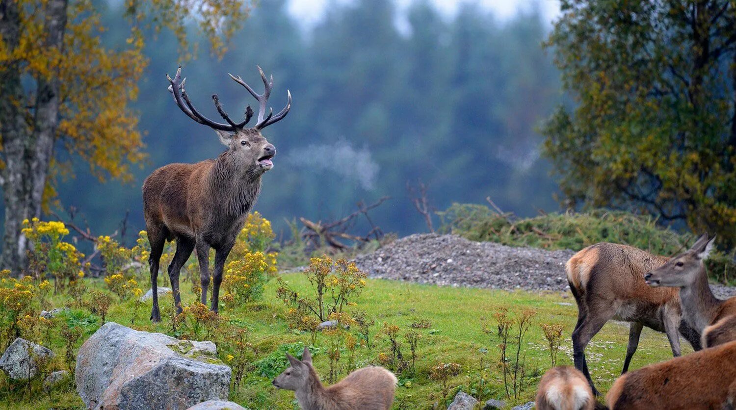 Scotland animal. Благородный олень Великобритании. Маралы горный Алтай. Благородный олень и Северный олень.