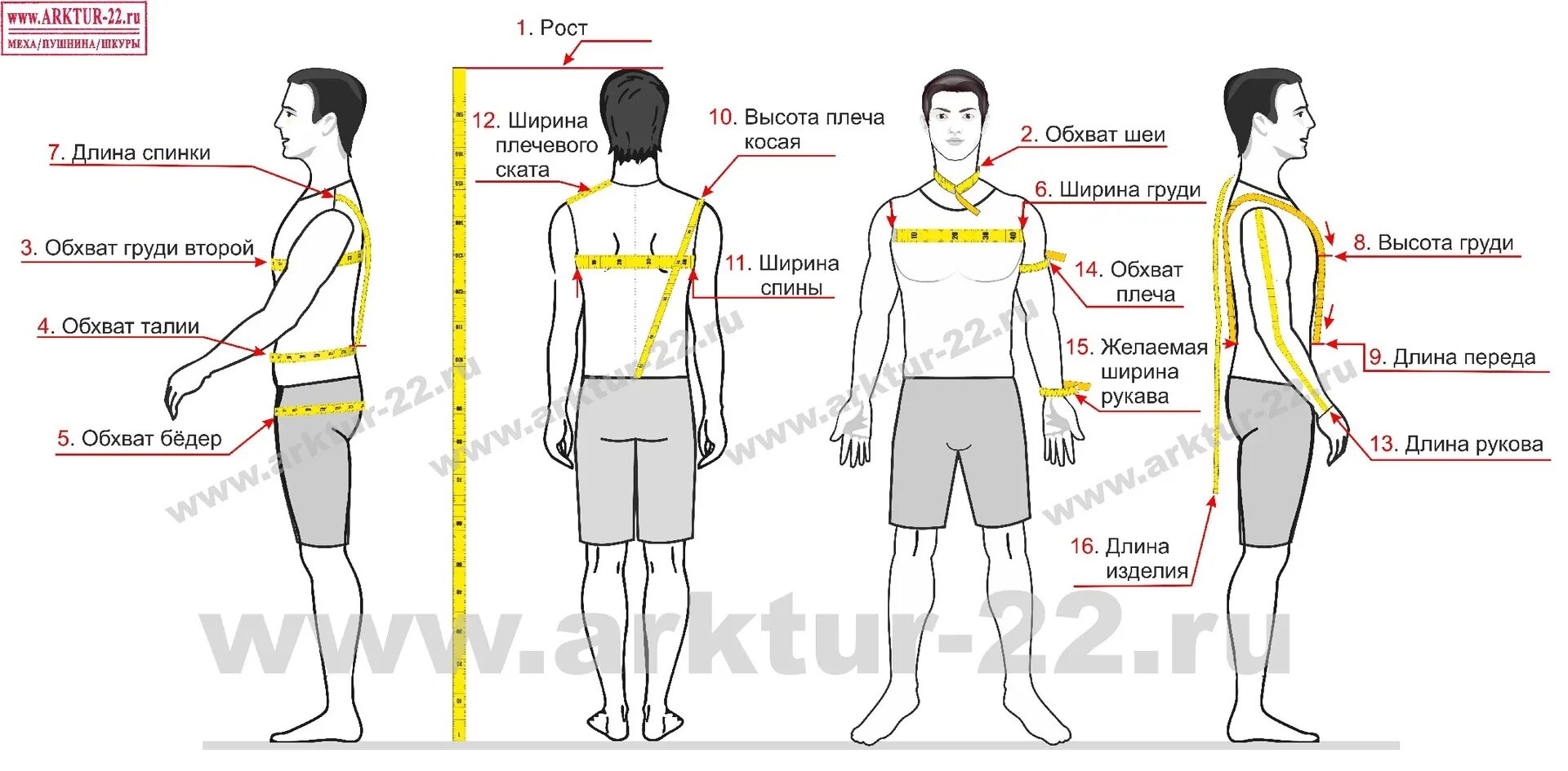 Как измерить между. Межзрачковое расстояние. Мерка ширина груди. Как измерить между. Измерение высоты объекта на местности.