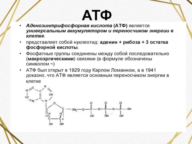 Функции атф