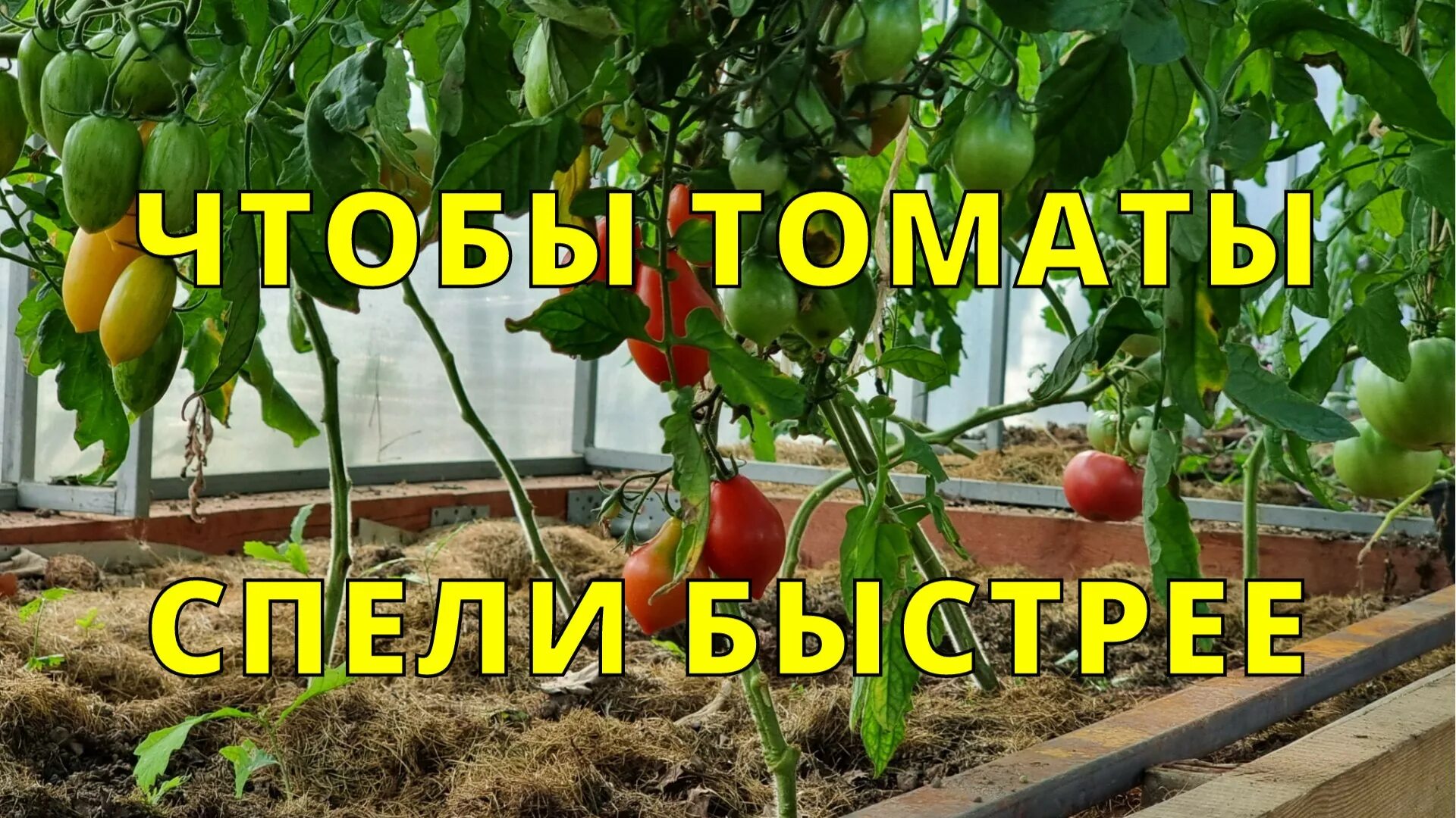 Как быстрее поспеть помидоры. Помидоры в августе в теплице. созревание помидор. пропавший помидор. теплица для помидор из шкафа.