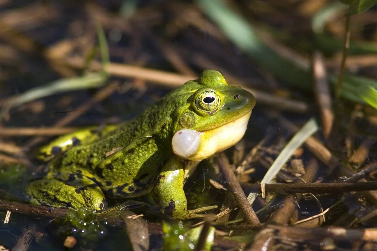 Лягушка прудовая пресмыкающееся. Зеленая Прудовая лягушка. Pelophylax lessonae. Лягушка Подмосковная Прудовая. Прудовая лягушка Ленинградская область.