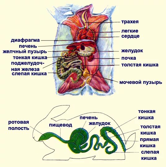 Слепая кишка кролика. Пищеварительная система кролика и человека. Внутреннее строение кролика. Строение пищеварительной системы кролика. Строение пищеварительной системы млекопитающих кролик.