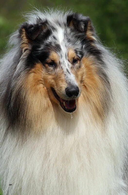 шотландская овчарка колли мраморный. колли шотландская мраморная. шотландская овчарка мраморная. колли длинношерстный блю мерль. колли мраморная монсолана.