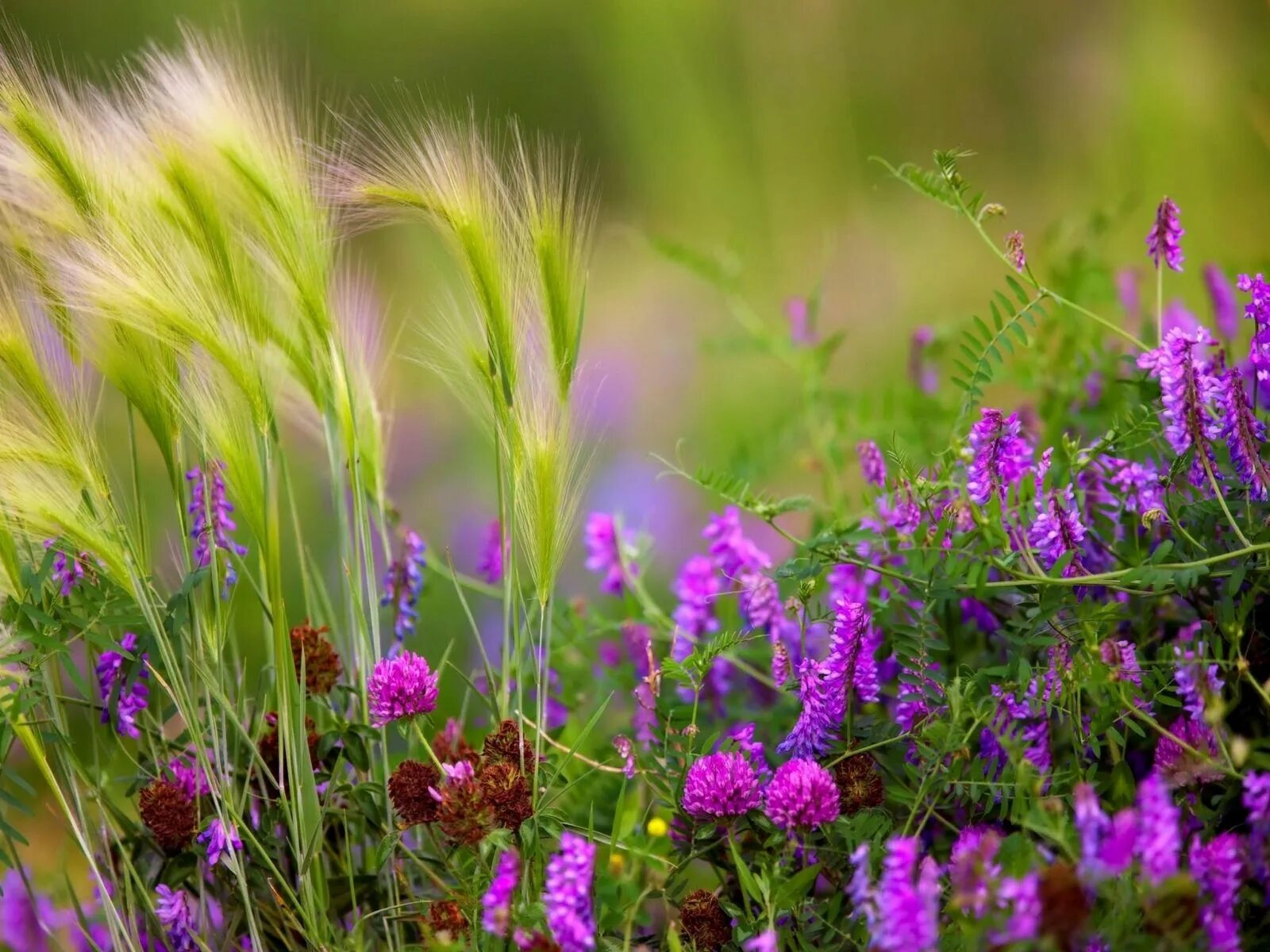 Колос озимой пшеницы. Клевер пашенный сухоцвет. Колосья пшеницы. Клевер и пшеница. Клевер и пшеница.