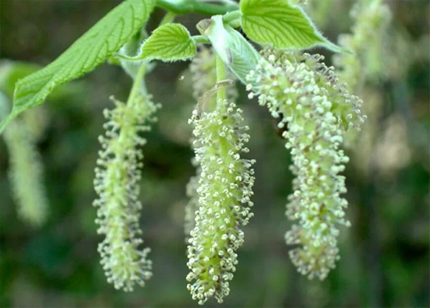 шелковица дерево цветение. шелковица цветение. шелковица рассеченнолистная. как цветет шелковица. шелковица турчанка.