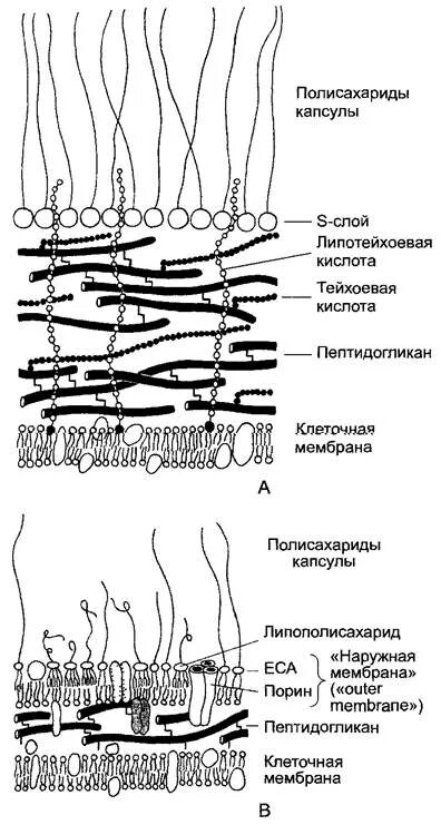 Ультраструктура клеточной стенки грибов схема. Клеточная стенка дрожжей схема. Строение клеточной стенки грибов. Клеточная стенка грамположительных бактерий её строение и функции. Грибные стенки покрыты снаружи клеточными стенками образованными