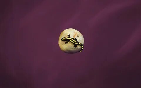 Gecko linux