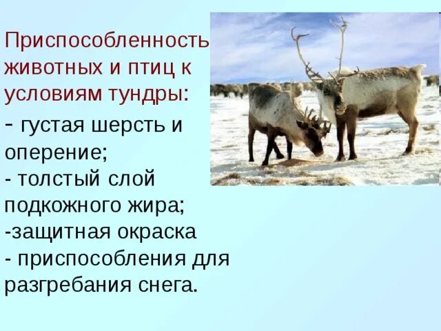 Как приспосабливаются растения к климатическим условиям. Тундра приспособление животных и растений к условиям обитания. Приспособление животных к условиям. Приспособление животных к условиям тундры. Приспособленность животных.