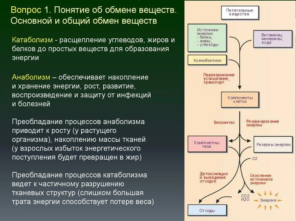 Удаление продуктов распада. Катаболические процессы обмена белков. Схема обмена веществ анаболизм катаболизм. Метаболизм основных веществ в организме. Процессы по стадиям метаболизма.