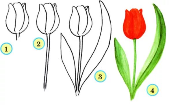 Тюльпан поэтапно карандашом для начинающих