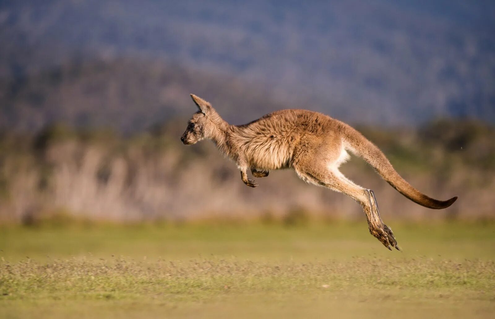 Тушканчик и кенгуру. Семейство кенгуровых. Австралийская Саванна с кенгуру. Кенгуру бежит. Кенгуру гранди