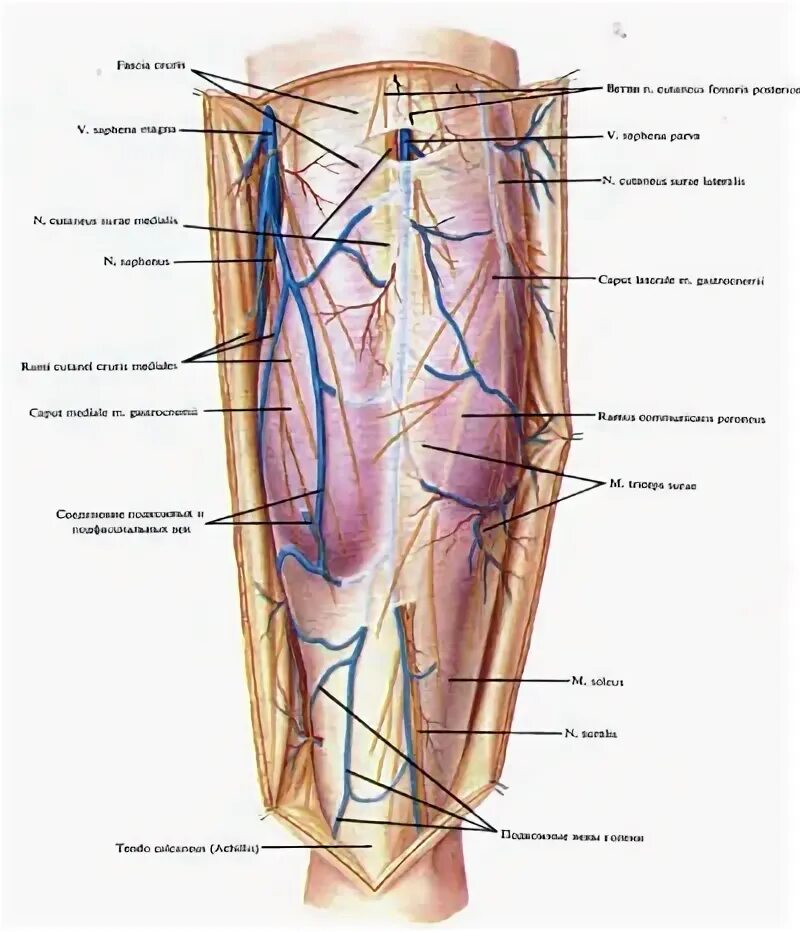Топография голени топографическая анатомия. Поверхностные сосуды и нервы передней области голени. Подкожная Вена голени топография. Топография кожных нервов и подкожных вен задней области голени..