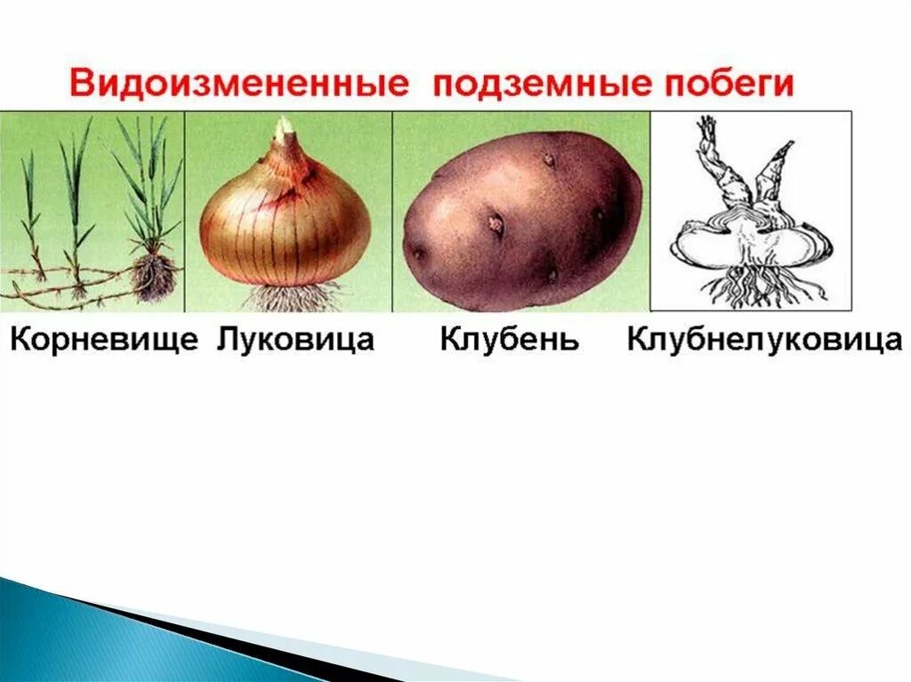 Корневище является видоизменением. Схема видоизмененных подземных побегов. видоизмененные побеги схема подземные. клубень луковица и корневище побеги. видоизменённые побеги схема.
